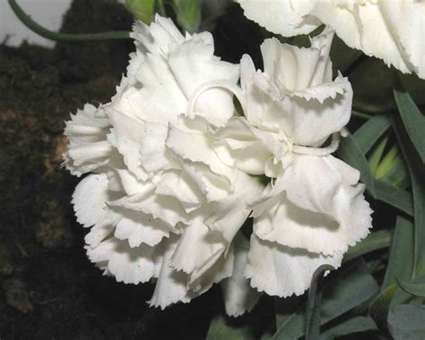 香石竹|香石竹 Dianthus caryophyllus